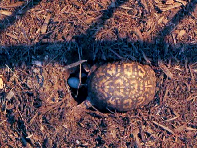 Turtle-Eggs-4-1m (640x480, 114Kb)