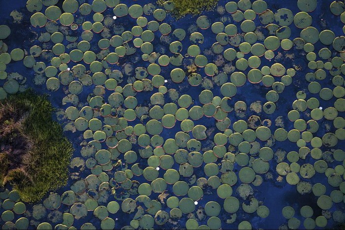 1901311_Gigantskie_kyvshinki_Victoria_Regia_na_Amazonke_viderjivaut_ves_do_45_kg__Pantanal_Braziliya (700x467, 141Kb)