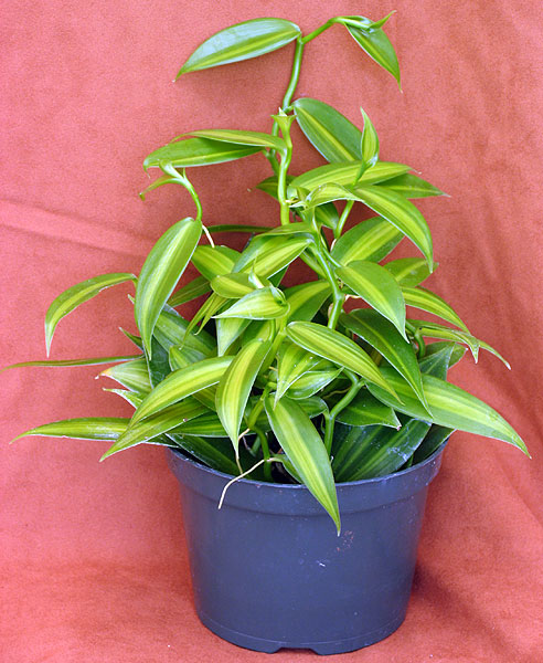 Vanilla planifolia 'Variegated' (492x600, 88Kb)