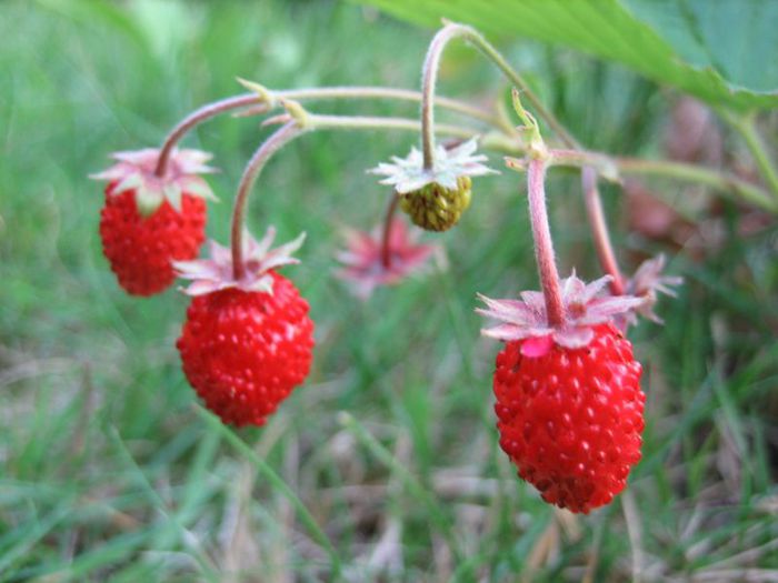 wild_strawberries (700x525, 47Kb)