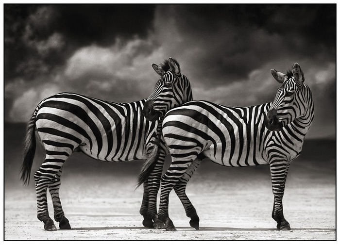 Nick-brandt-Zebras-Turning-Heads (700x505, 101Kb)