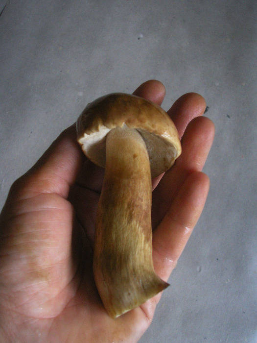 P1010301 (525x700, 110Kb)