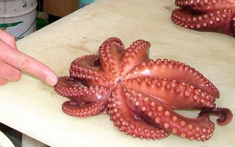 02nine_tentacled_octopus (468x293, 41Kb)