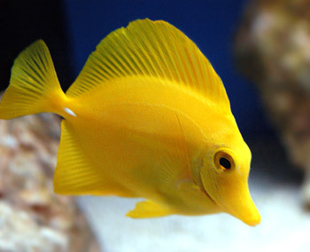 yellow-tang_large (350x284, 29Kb)