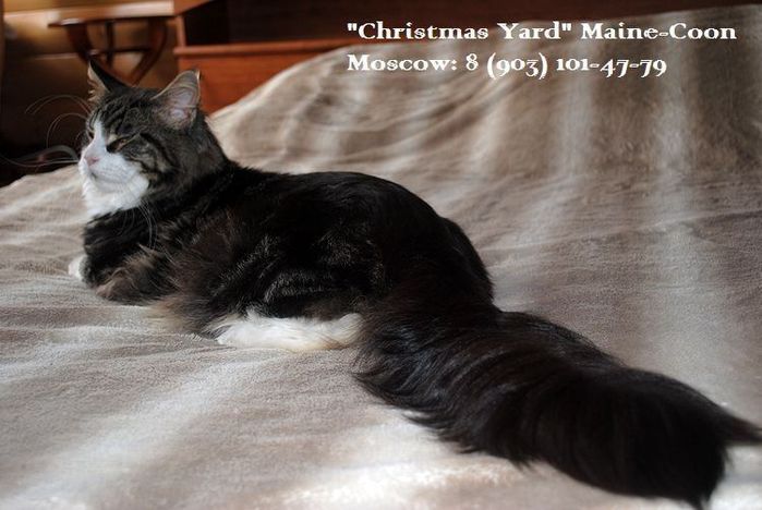 3818755_Kotyata_main_kun_pitomnik_main_kun_Christmas_Yard_site_www_royalcats_ru_009 (700x468, 53Kb)