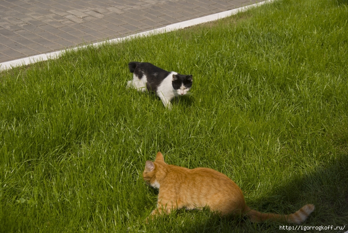 2830149_DSC_4243 (700x468, 343Kb)