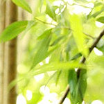 33f9b1102c356c1abb57595ae5eaf65f (150x150, 47Kb)