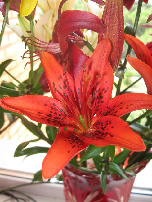 IMG_3203 (490x653, 66Kb)