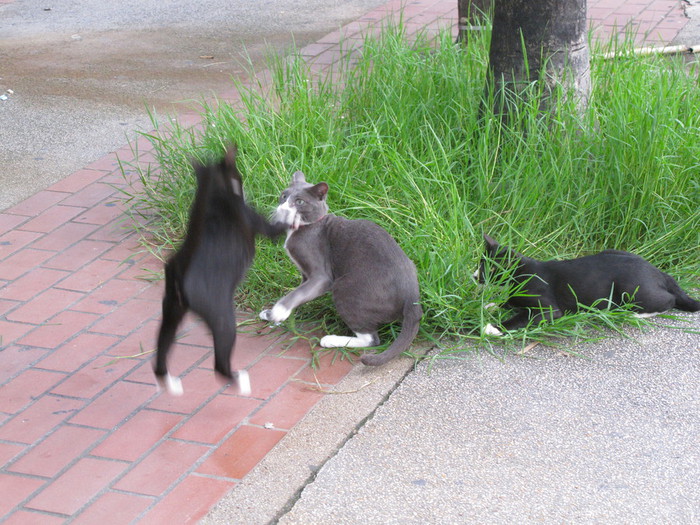 IMG_3528 (700x525, 152Kb)