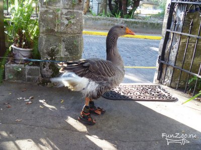 1307259444_goosey003 (400x300, 40Kb)
