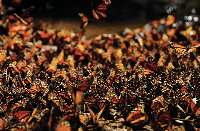 Great-migrations-19 (700x458, 197Kb)