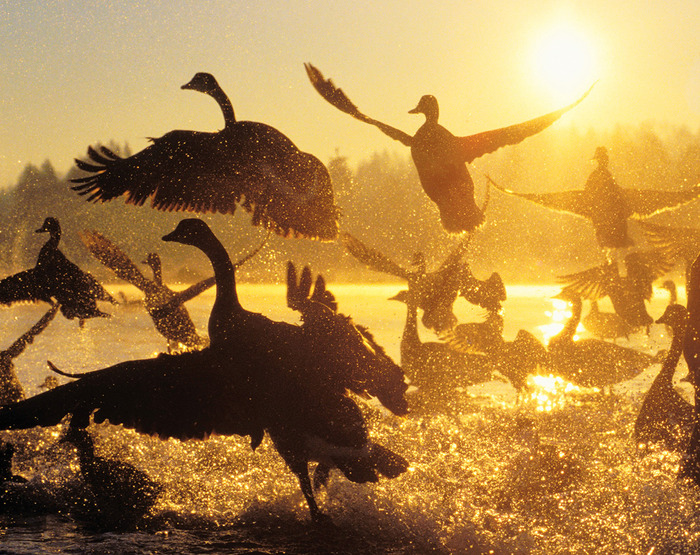 Great-migrations-29 (700x555, 228Kb)