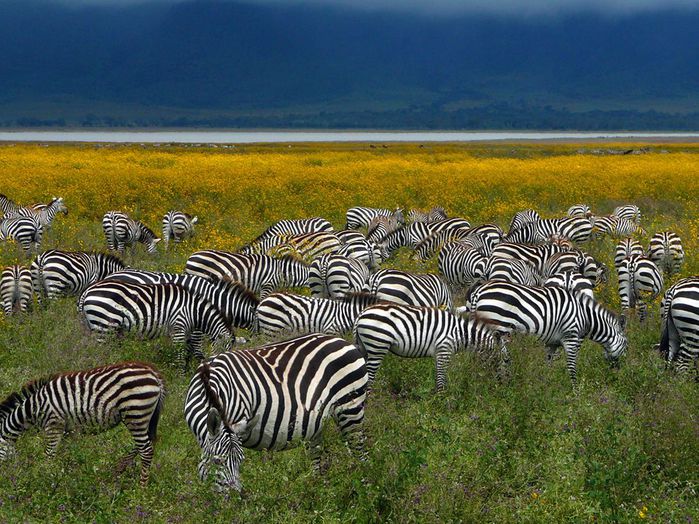 zebras-tanzania_36896_990x742 (600x424, 111Kb)