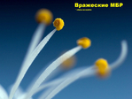    (700x525, 322Kb)