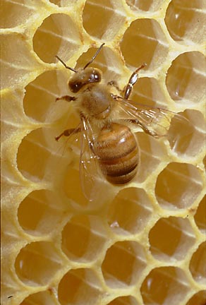 abeillesurcadremiel (292x432, 30Kb)