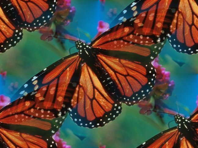 monarch-butterflies (648x486, 69Kb)