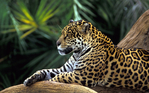  Animals_Beasts_Jaguar_on_a_branch_030750_ (700x437, 446Kb)