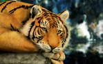 Animals_Beasts_Looking_tiger_030878_ (700x437, 252Kb)