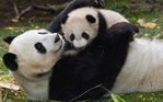  Animals_Beasts_Panda_and_the_kid_027632_ (700x437, 361Kb)