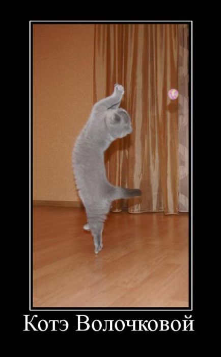 Demotivators_43 (434x700, 38Kb)