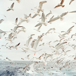 73810583_3749748_tumblr_lhn6sivjVp1qaeovmo1_500 (150x150, 57Kb)