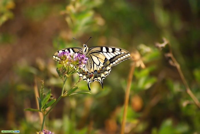 1265127000_macro_photo-15 (700x468, 44Kb)