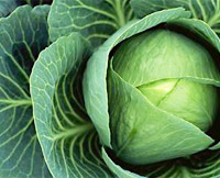 cabbage (200x162, 15Kb)
