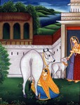  pacc109_sri_krishna_milking (500x657, 105Kb)