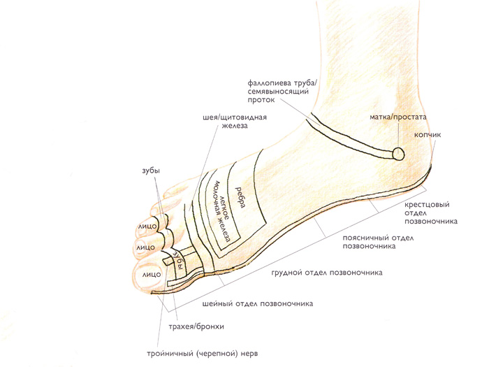 Ступня болит внизу ноги. Как называется косточка на ноге сбоку ступни. Анатомия ноги косточка на лодыжке. Латеральная лодыжка болит. Верхняя часть стопы.
