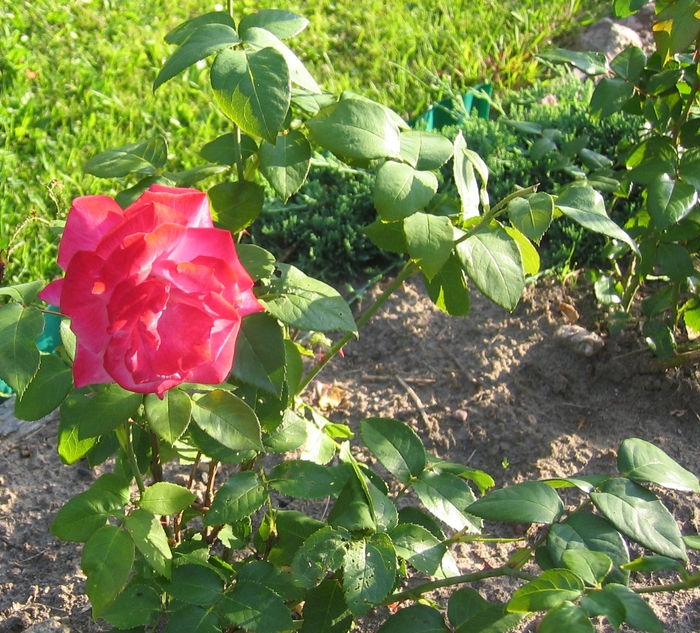 7  (700x633, 427Kb)