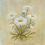  471-21441~Daisies-Posters (400x399, 24Kb)