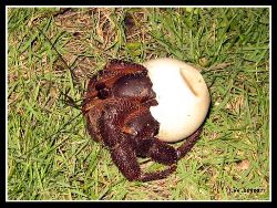 1782350_Saipan_Pictures_Shelltb (250x188, 21Kb)