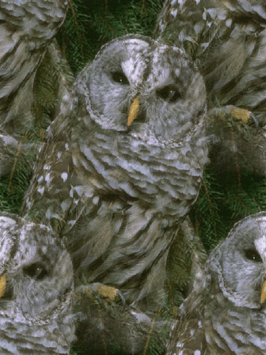 BARDOWL (525x700, 366Kb)