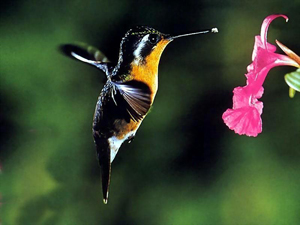 kolibri (300x225, 62Kb)
