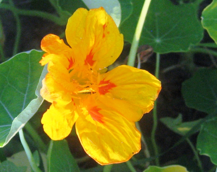 3978565_IMG_4970 (700x554, 290Kb)