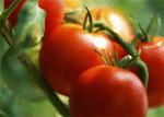 20080428-tomatos копия (150x107, 12Kb)