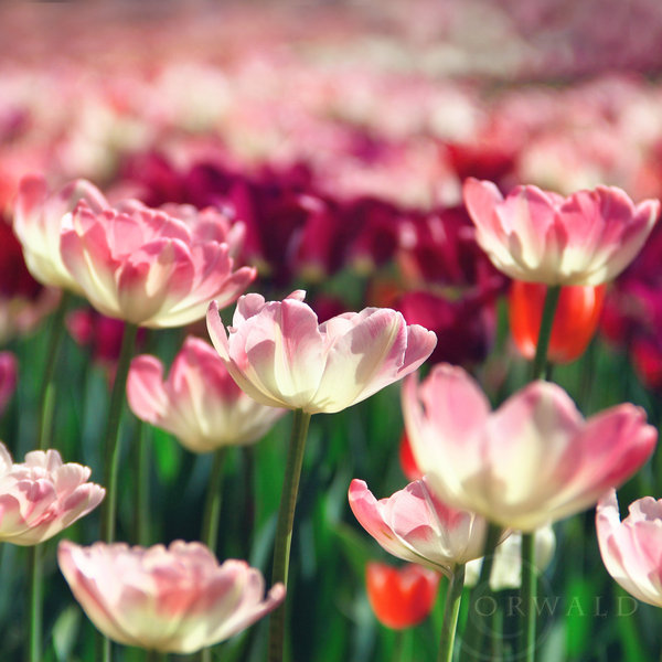 tulips_by_orwald-d3gu3cp (600x600, 77Kb)