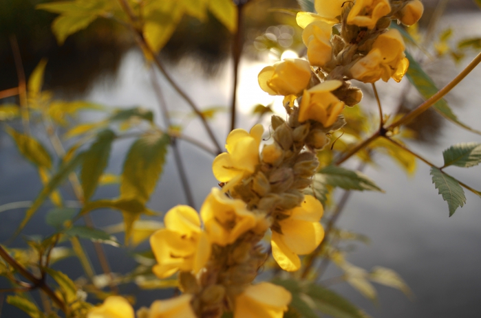 3454309_DSC_0079 (700x463, 195Kb)