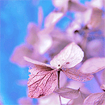the_sweetness1_ (150x150, 21Kb)