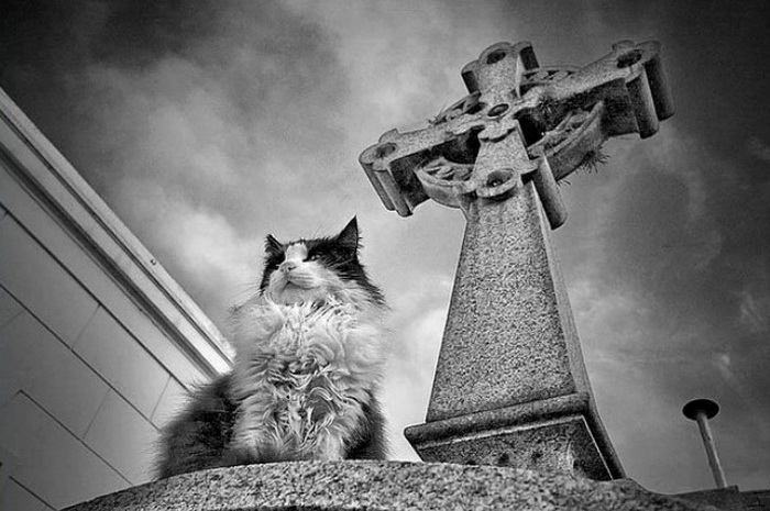 Shot 2011.7.30 - 14.16.22 - Cementerio de la Recoleta, Buenos Aires . Flickr - Photo Sharing! - Mozilla Firefox (firefox.exe) (700x465, 111Kb)