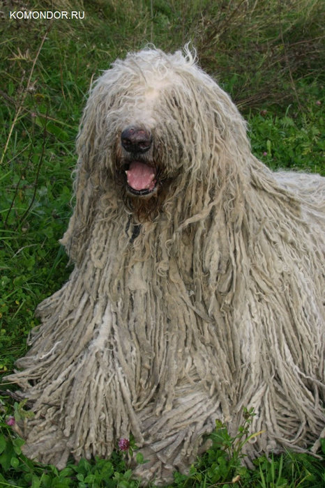 komondor_ru_fotos_007_jpg (466x700, 108Kb)