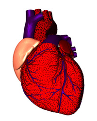 heart (200x248, 48Kb)
