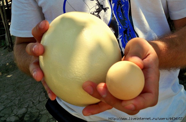 ������ (604x395, 138Kb)