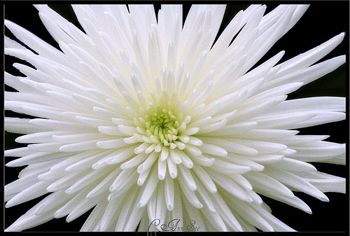 beautiful-white-chrysanthemum-spider-mum-flower-picture (500x337, 49Kb)