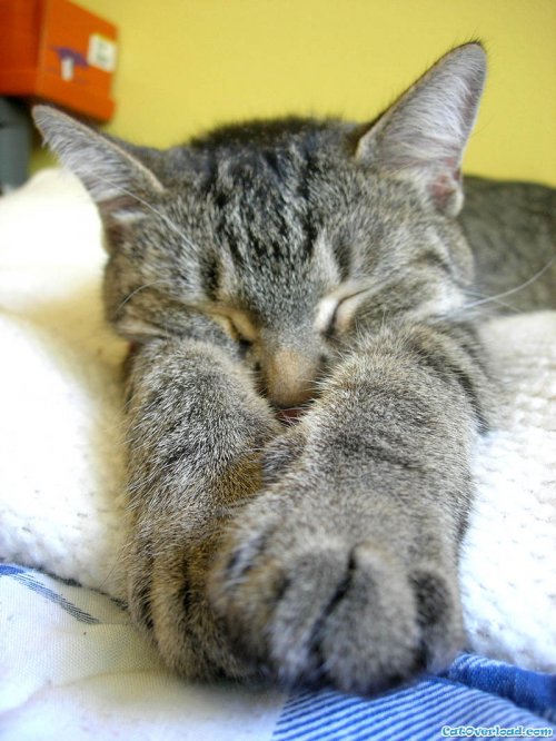 thumbs_sleeping_cats05_06 (500x666, 71Kb)