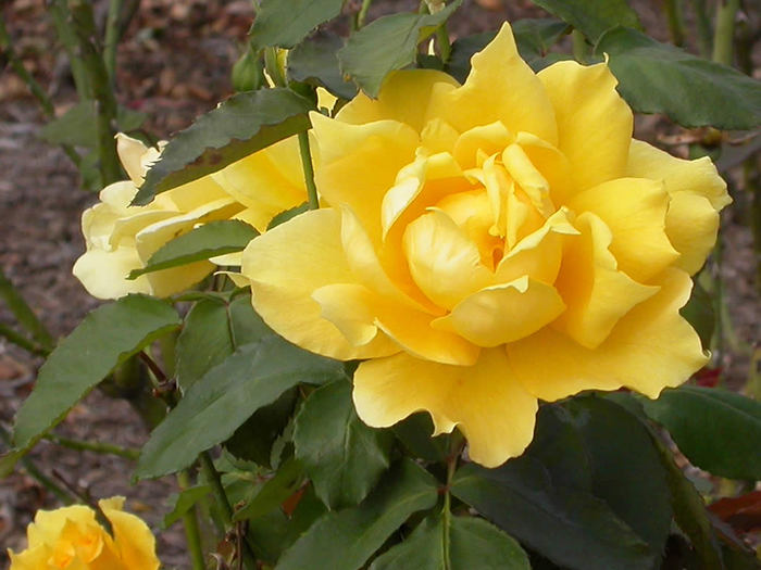 yellow_rose01_med (700x525, 63Kb)