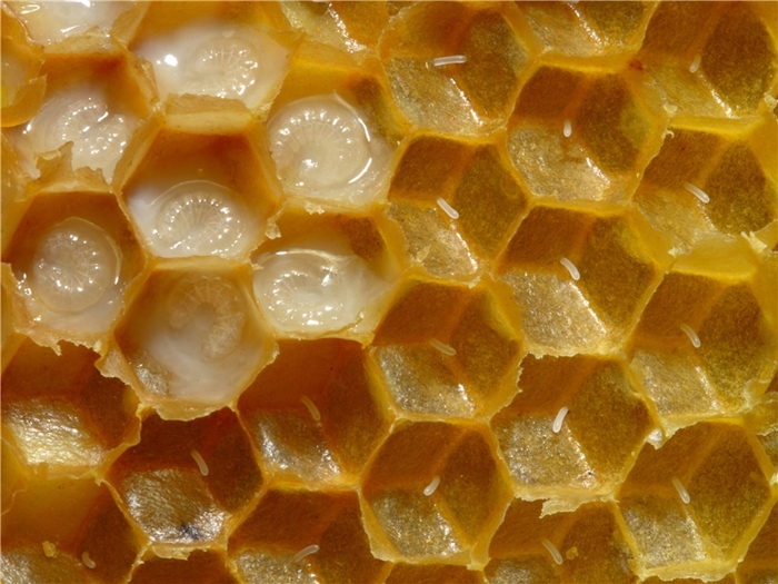 3571750_1292487485_19425_b (700x525, 291Kb)