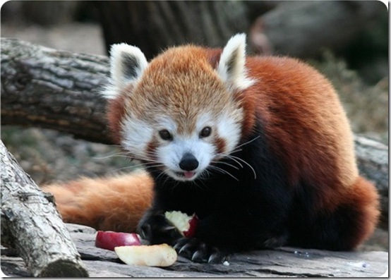 redpanda2_3-0 (554x397, 68Kb)