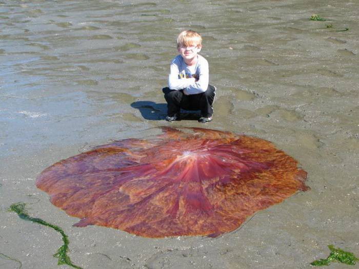 1312400594_giant_scary_jellyfish_12 (700x525, 52Kb)