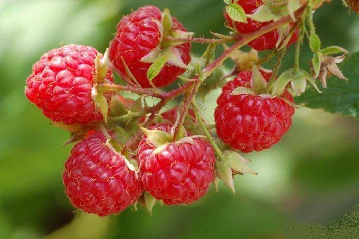 74279200_Raspberry_01 (699x465, 46Kb)